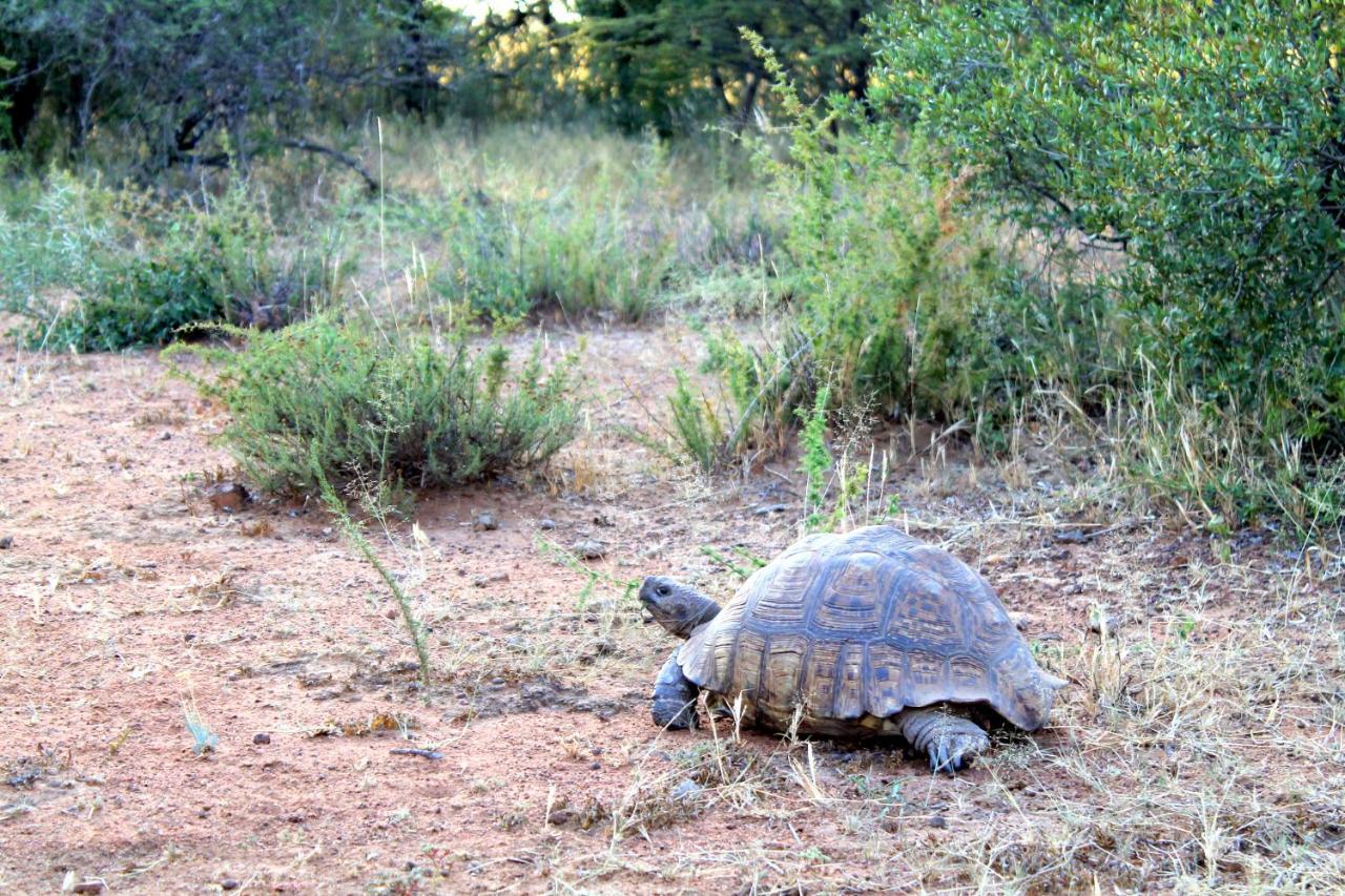 Ndlovu Log Home Dinokeng Klipdrift Zewnętrze zdjęcie