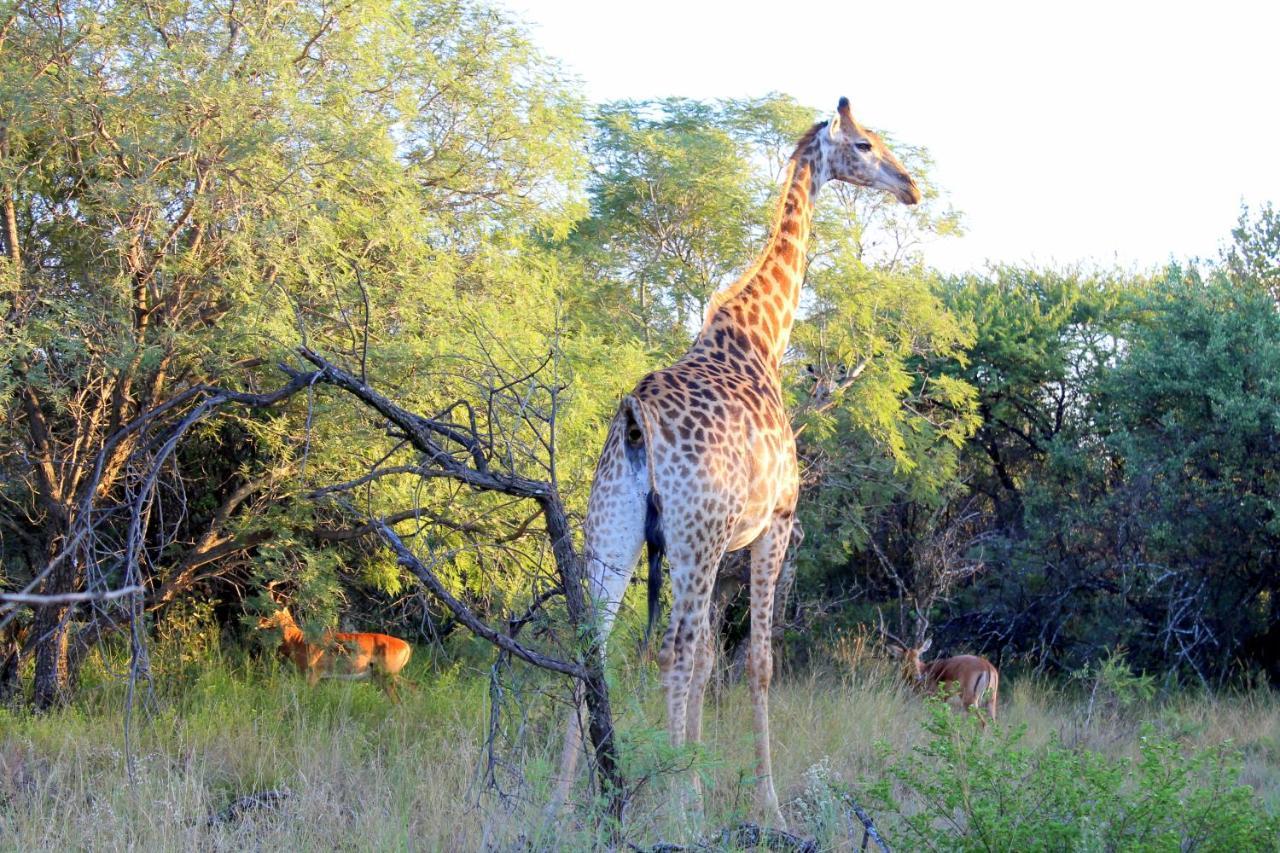 Ndlovu Log Home Dinokeng Klipdrift Zewnętrze zdjęcie