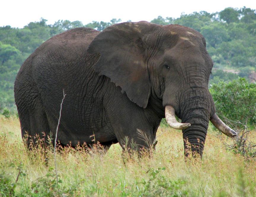 Ndlovu Log Home Dinokeng Klipdrift Zewnętrze zdjęcie