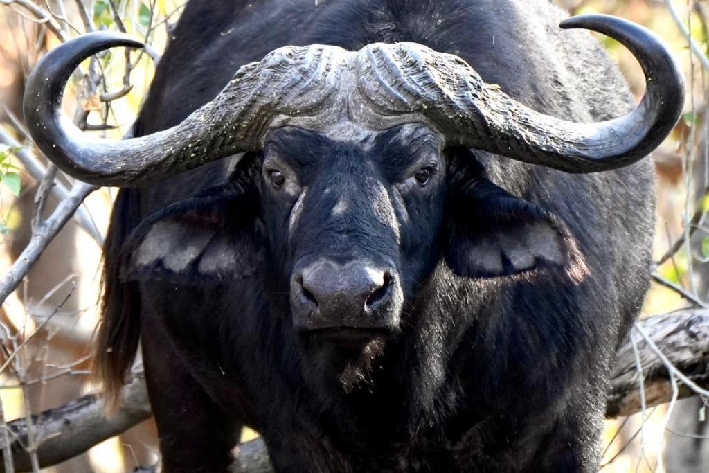 Ndlovu Log Home Dinokeng Klipdrift Zewnętrze zdjęcie
