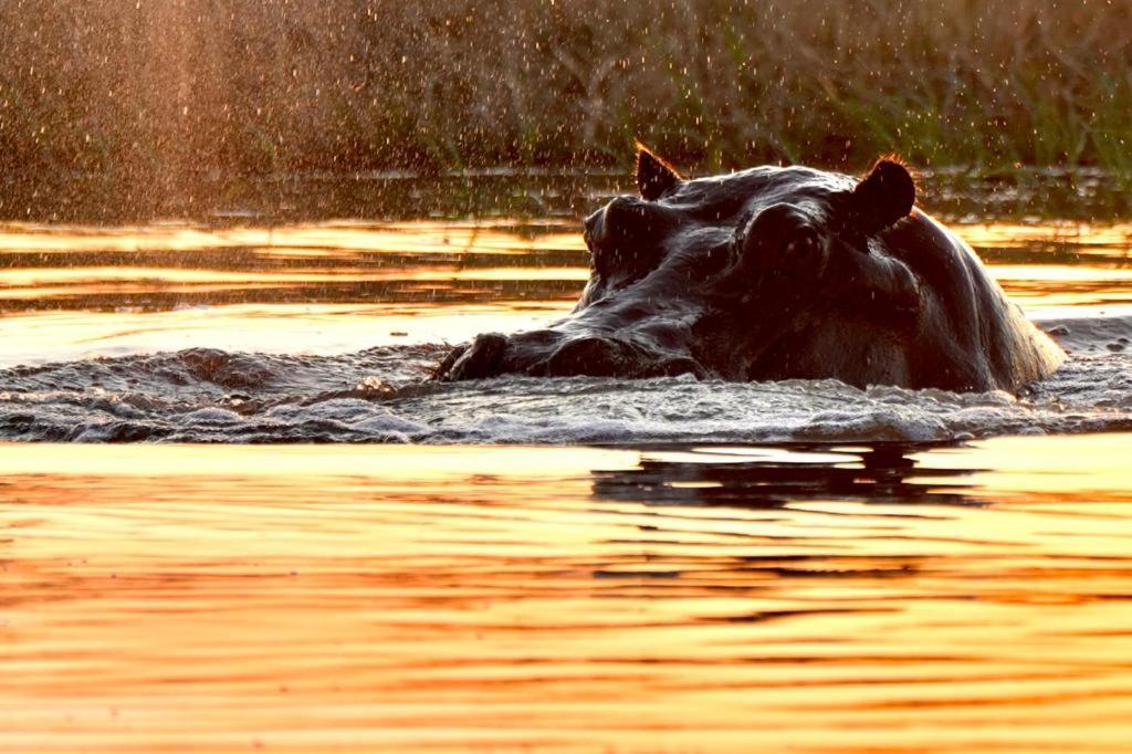 Ndlovu Log Home Dinokeng Klipdrift Zewnętrze zdjęcie