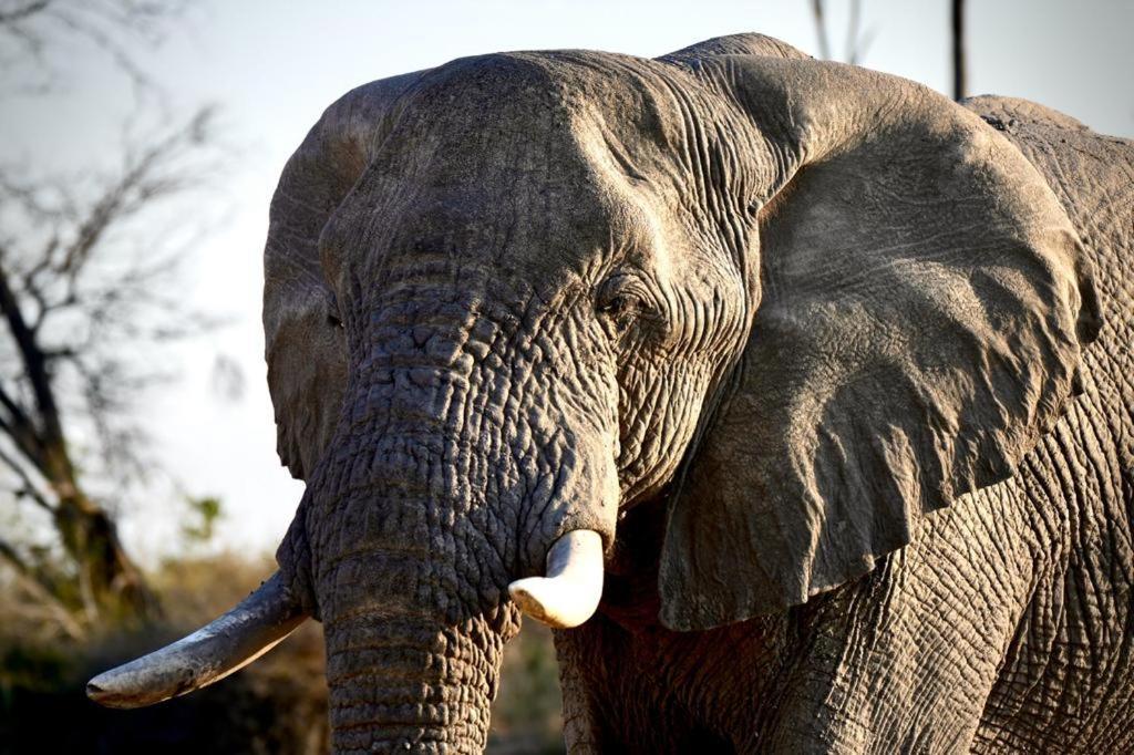 Ndlovu Log Home Dinokeng Klipdrift Zewnętrze zdjęcie