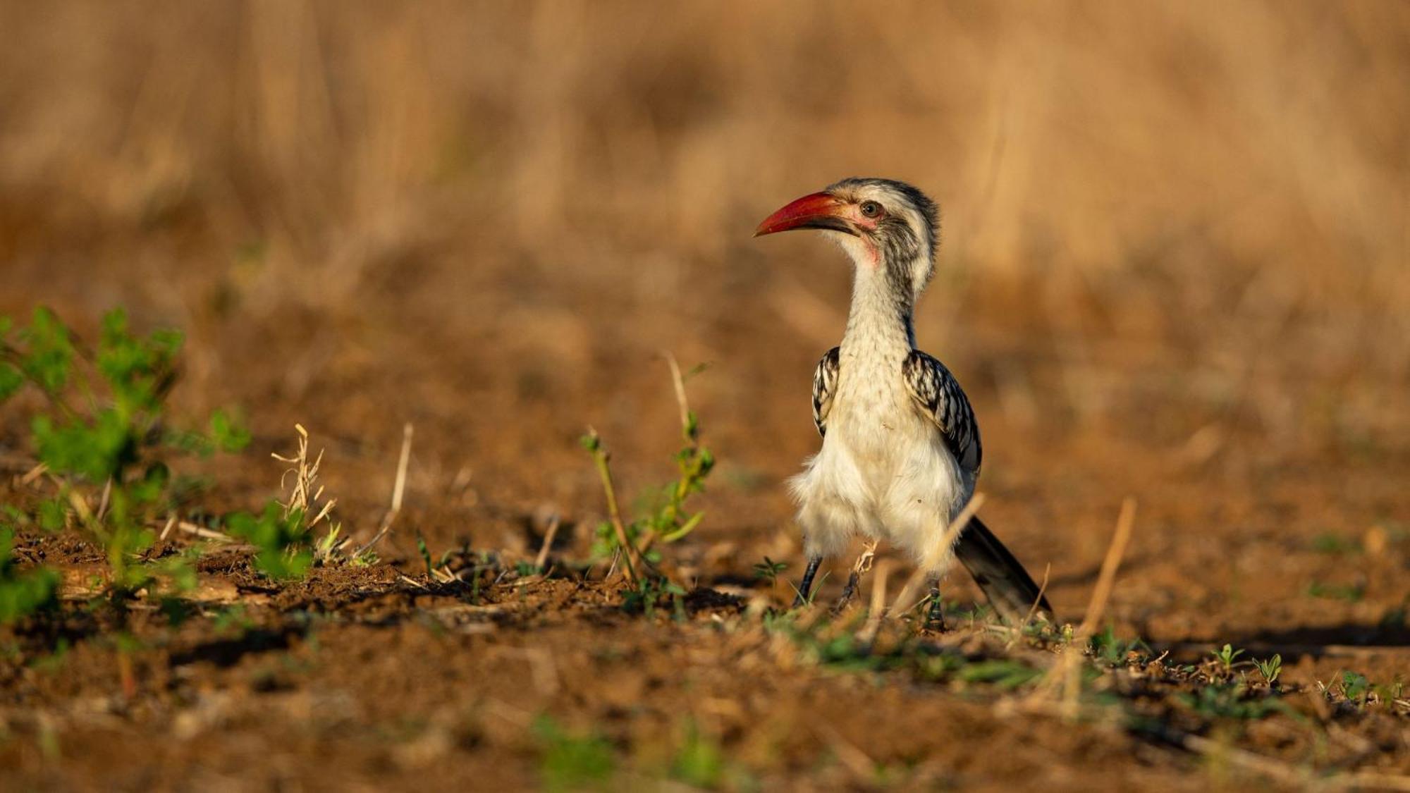 Ndlovu Log Home Dinokeng Klipdrift Zewnętrze zdjęcie