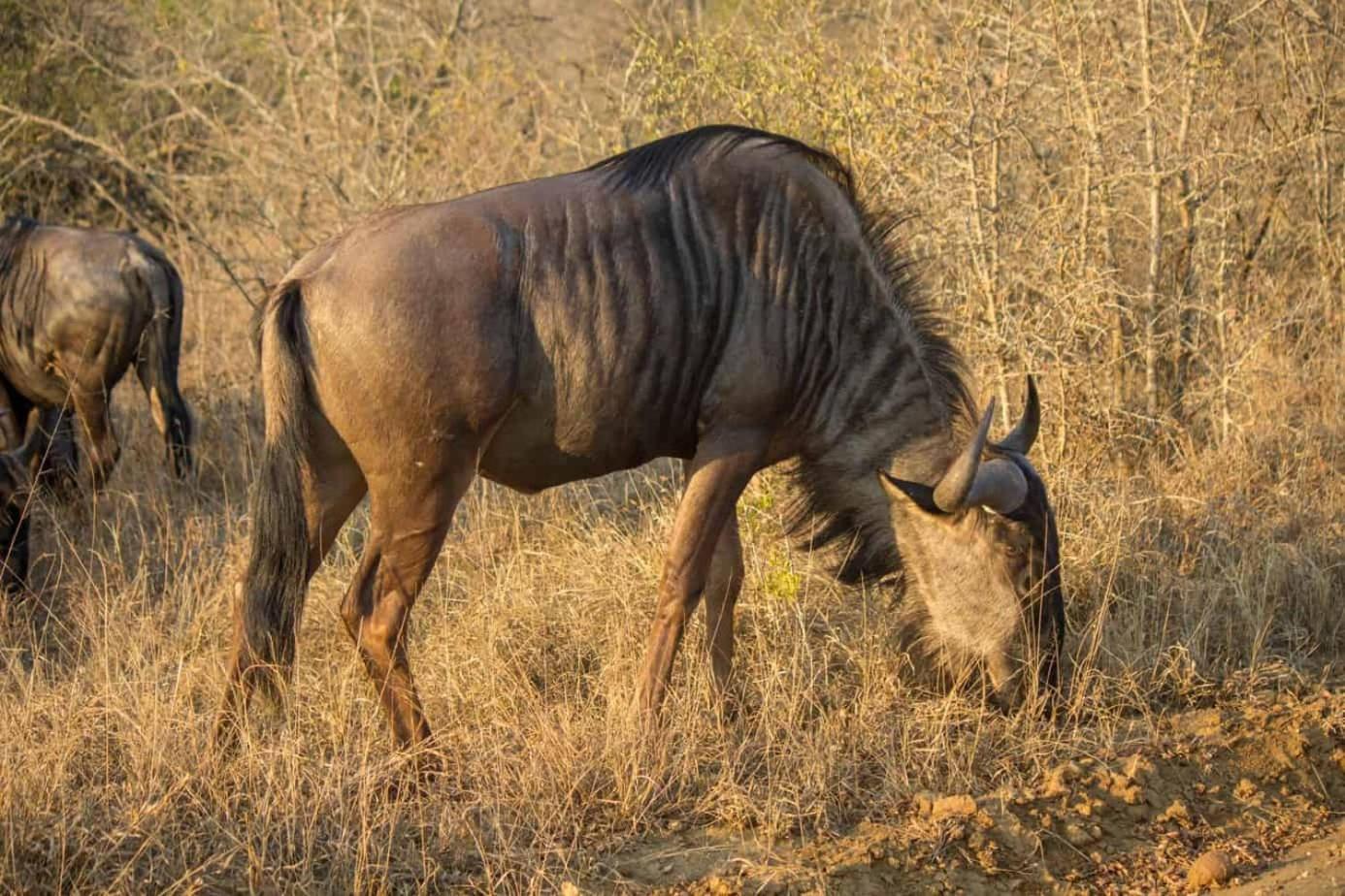 Ndlovu Log Home Dinokeng Klipdrift Zewnętrze zdjęcie