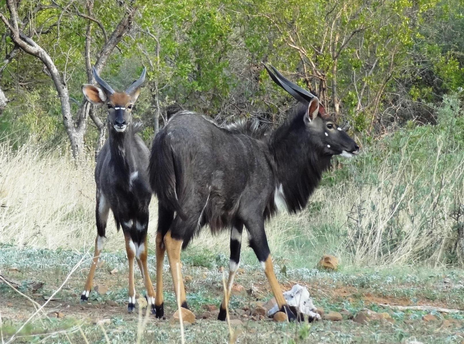 Ndlovu Log Home Dinokeng Klipdrift Zewnętrze zdjęcie