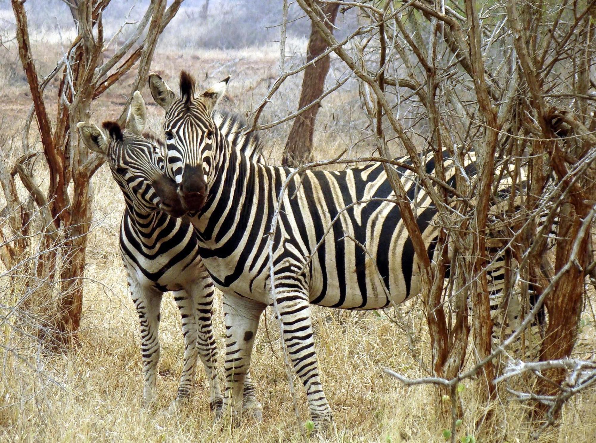 Ndlovu Log Home Dinokeng Klipdrift Zewnętrze zdjęcie